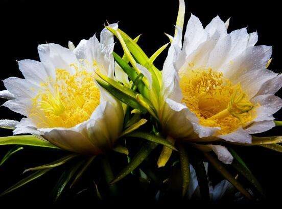 霸王花不能和什么同食 霸王花与什么相克(没有)