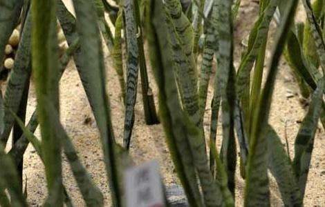 虎皮兰叶子发黄怎么办？