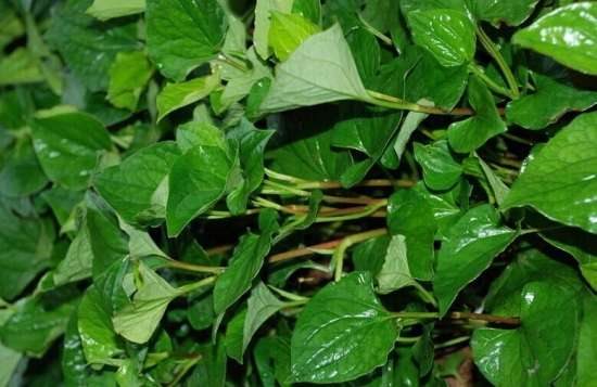 鱼腥草有毒吗：毒性可以忽略不计 可食用可入药