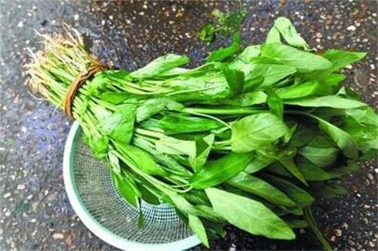 空心菜品种哪种好 竹叶空心菜产量高口质脆味浓