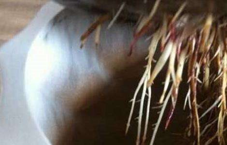 文竹可以水培吗？