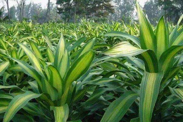 巴西木可不可以水培 水养巴西木怎样才能长得茂盛