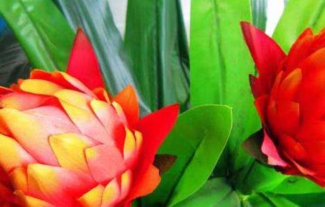 凤梨花的繁殖多久？