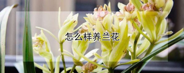 怎么样养兰花