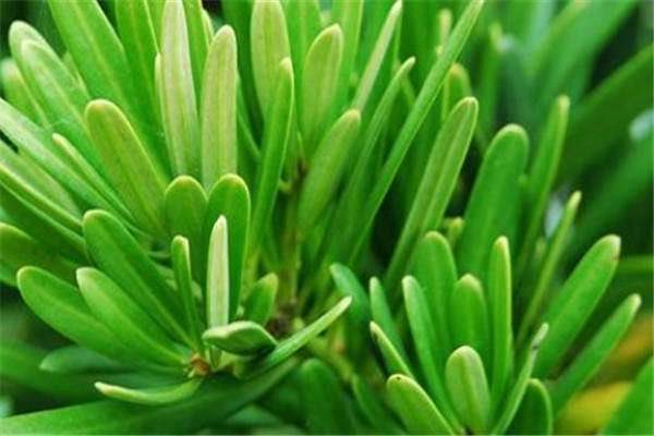 罗汉松开花要摘除吗 怎么多久?