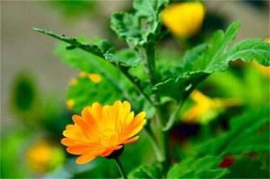 瓜叶菊开花后怎么修剪 4个步骤整枝修剪瓜叶菊