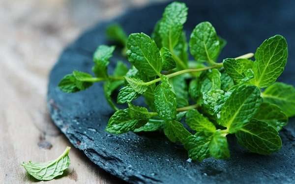 薄荷枯萎怎么救活 什么原因会造成薄荷枯萎