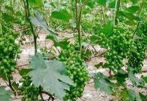 苏铁叶斑病的病原及防治措施