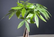 郁金香采后管理技术