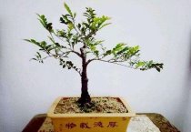 大棚切花月季栽培技术要点