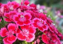 4项措施确保油菜过冬