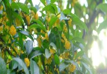 组合盆栽花卉俏