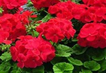 请问天竺葵的养殖方法及注意事项