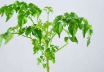兔疫苗如何选取