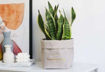 向日葵新品种---食葵DK119