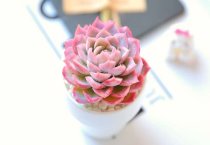 香菇培养基的灭菌、接种与培养