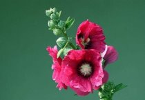 蜀葵什么时候开花（花色有紫、粉、红、白等（花期6月至8月。）