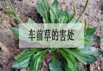 切花月季花的栽培技术