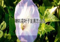 肉种新品种~赣丰野麻兔