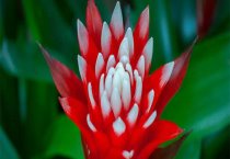 宠物犬角膜炎的发生和诊治