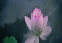 葡萄干热量有多高