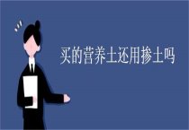 空中花坛花材――藤本天竺葵