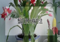 蟹爪兰分株多久？