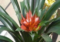 请问怎样管好幼兔