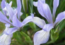 棉花花铃期田间管理技术问答