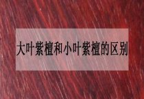 小叶女贞育苗技术简解