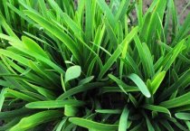 韭菜忌施哪些肥料（施什么肥长的好）