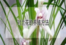 翠菊碎倒病应如何防治？