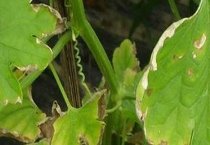 怎样防治香石竹的黑斑病