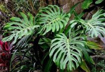 仙客来换盆后的管理