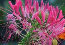 梅花鹿及其饲养