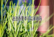 笼养肉鸽的方法
