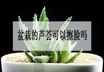 切花月季花的栽培管理要点