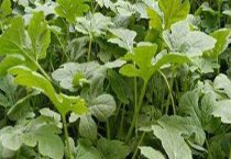 怎样防治香石竹的细菌性枯萎病