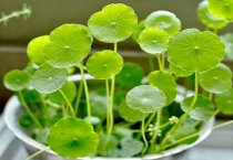 怎样让唐菖蒲周年开花
