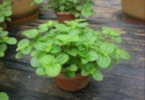 沙糖桔果实花皮是什么虫害引起的?