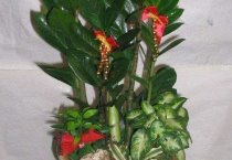 新疆布尔津县(特色种植园区助百姓走上致富之路) 新疆布尔津县(特色种植园区助百姓走上致富之路)