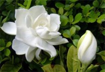 怎样剪取及冷藏唐菖蒲花枝