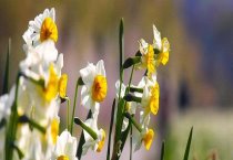 犬多中心型淋巴肉瘤的诊断报告