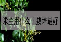 蘑菇轮枝霉病防治措施