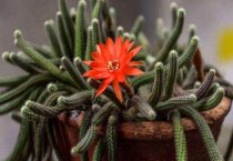 荷花斜纹夜蛾的防治方法