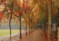 药用芦荟的7品种