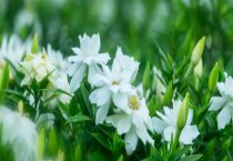 栀子花怎么养护