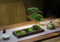 天麻前景如何