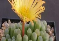 多菌灵可以浇花吗（多菌灵的作用和用途）