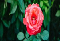 湖南沅陵县（漫山鸡鸣致富曲）